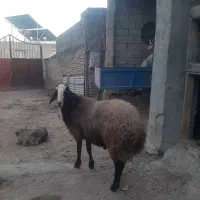 قوچ یا ورن شال