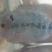 ماهی فلاور.|ماهی|سهند, |دیوار