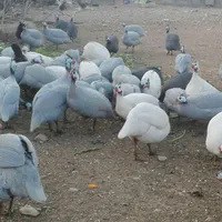 جوجه مرغ شاخدار|حیوانات مزرعه|شیراز, زرهی|دیوار