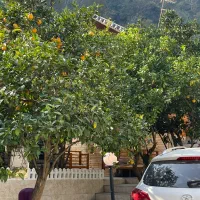 ویلا چوبی شمال سنددار تاپ لوکیشن|فروش خانه و ویلا|لنگرود, |دیوار