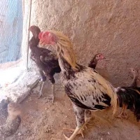 خروس لاری اصل