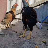 مرغ و خروس لاری ریش|حیوانات مزرعه|طرقبه, |دیوار