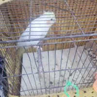 عروس هلندی لوتینیو|پرنده|بندر ماهشهر, |دیوار