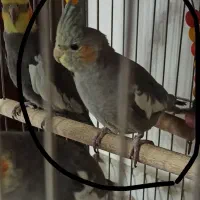 عروس هلندی بالغ نر و ماده|پرنده|اصفهان, ملک|دیوار