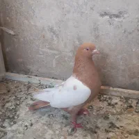 کفتر، فنچ مرغ عشق عروس هلندی