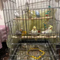 پرنده فروشی