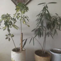 گلدون طبیعی