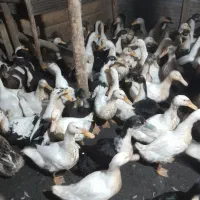 اردکهای گوشتی و سالم قیمت مناسب