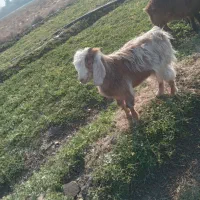 بره و بزغاله|حیوانات مزرعه|مشهد, کلاته برفی|دیوار