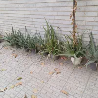 گل آلورا بزرگ