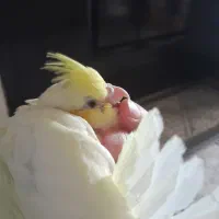 جوجه عروس هلندی|پرنده|شاهین‌شهر, طالقانی|دیوار