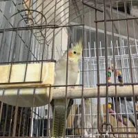 طوطی عروس هلندی