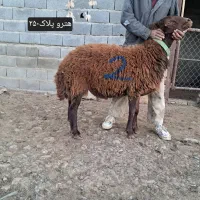 شیشک قوچ‌ هترو زیگوت(چندقلوزا)