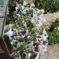 بار آپارتمانی جدید رسید|گل و گیاه طبیعی|جم, |دیوار