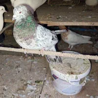 کفتر یا کبوتر