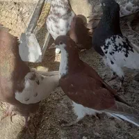 کله سیاه نروماده جفتگاه