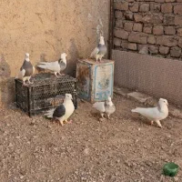 طوقی هفترنگ پشتدار زیل سیاهپوش