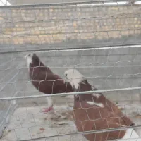 کبوتر شازده سرخ به شرط پرش و تخم‌وجوجه دهن جور