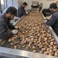 به یک نفر جهت همکاری در کارگاه خشکبار نیازمندیم
