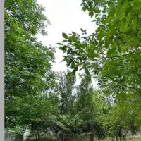 زمین ۲۰۰ متر مرکز شهرستان گرمی سند تک برگ