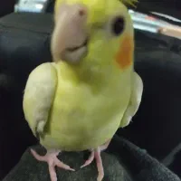 عروس هلندی لوتینو