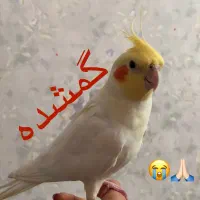 عروس هلندی گمشده ، توروخدا خبر بدید، مژدگانی زیاد