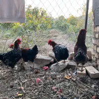 خروس جوان و چاق محلی|حیوانات مزرعه|گرمسار, |دیوار