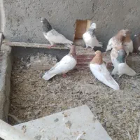 کبوتر|پرنده|میانه, |دیوار