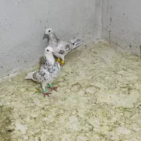 کبوتر ۸تا پرشی بوم