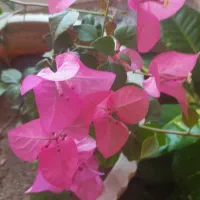 اجاره خانه تک خوابه ۱۲۰ متری در پترو