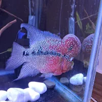 ماهی فلاور هورن|ماهی|تبریز, |دیوار