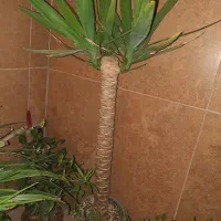 گیاه یوکا تنه ضخیم سه سر در خاک استریل کوکوپیت|گل و گیاه طبیعی|اصفهان, ملک‌شهر|دیوار