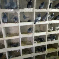 کفتر مسافتی بوم ندیده ازنژاد اصلی|پرنده|قم, نوبهار|دیوار