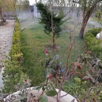 آبیاری قطره ای بارانی هوشمند دیوار سبز گلخانه|خدمات باغبانی و درختکاری|مشهد, سجاد شهر|دیوار