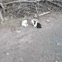 خرگوش|موش و خرگوش|خوی, |دیوار
