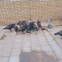 بوقلمون ماده|حیوانات مزرعه|اندیمشک, |دیوار