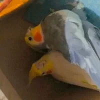 جفت عروس هلندی پر و دم صاف