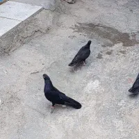 کبوتر