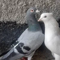 کفتر کبوتر
