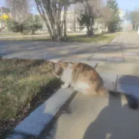 گربه خانگی با نژاد خوب|گربه|اردبیل, |دیوار