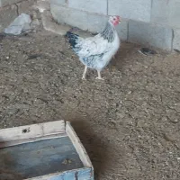 مرغ تخم گذار جوون|حیوانات مزرعه|مرودشت, فیروزی|دیوار