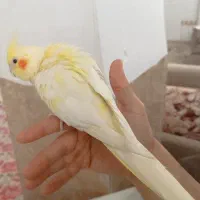 عروس هلندی لوتینو|پرنده|دیواندره, |دیوار