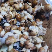 خرید وفروش حلزون|خزنده|تهران, فردوسی|دیوار