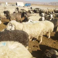 دوراس میش داشتی و یک راس قوچ|حیوانات مزرعه|اقلید, |دیوار