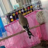 سهره سقا قناری