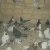 کفتر نرو ماده|پرنده|تهران, بریانک|دیوار