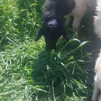 گوسفند‌و‌بره‌شیشک