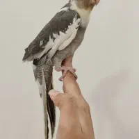 فروش عروس هلندی نر