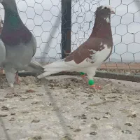 گرفتنی نر|پرنده|سبزوار, قصبه شرقی|دیوار