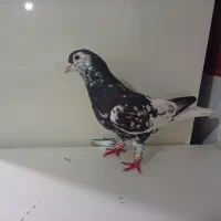 راست سیاه افشون و چپ مشکی افسون|پرنده|سبزوار, قصبه شرقی|دیوار